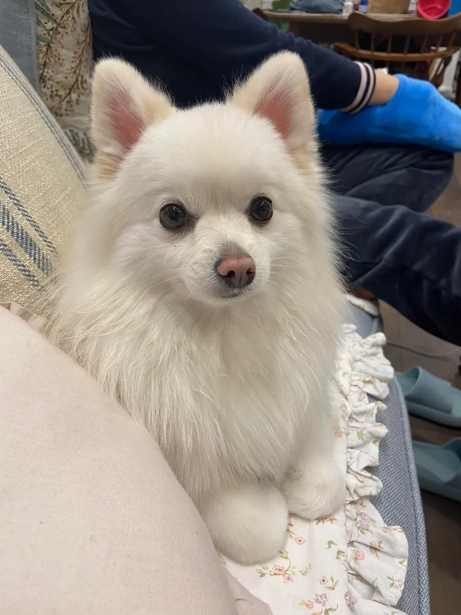 Белый померанский шпиц, который любит быть рядом с людьми