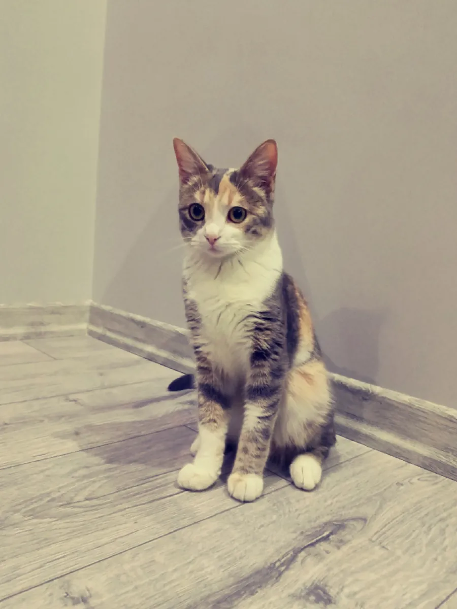 We are looking for a male cat for our Tekir cat in heat