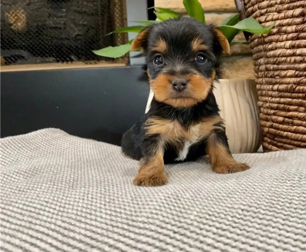 Chiots Yorkshire Terrier sains et joueurs