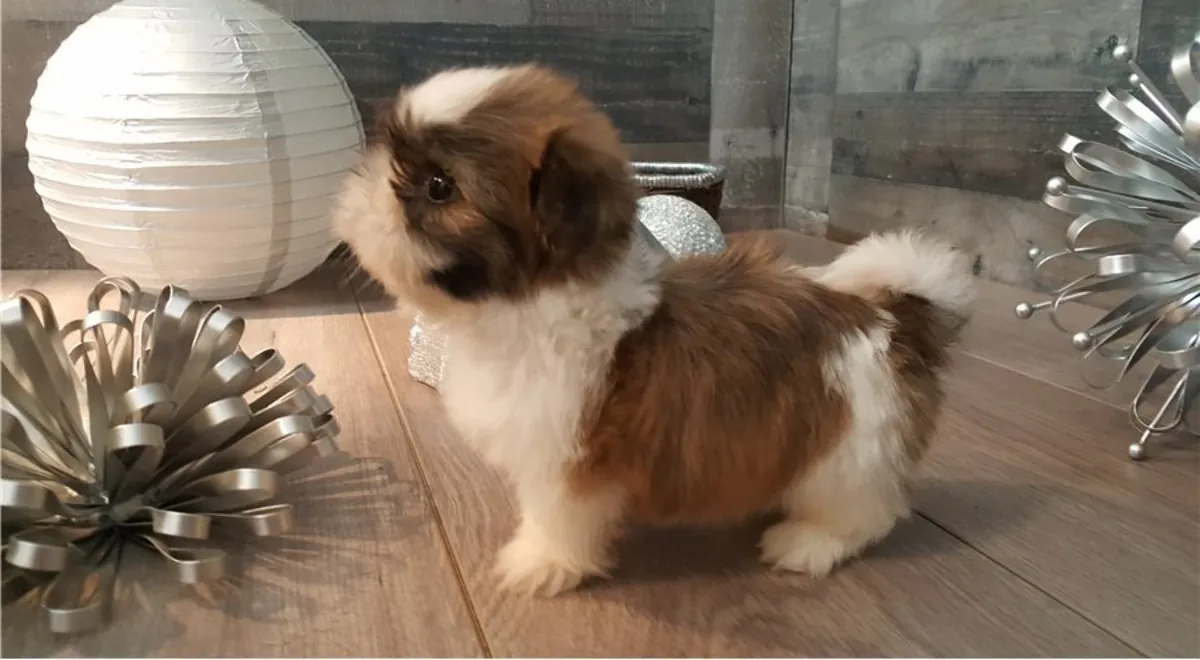 Wir haben wunderschöne männliche und weibliche Shih Tzu-Welpen