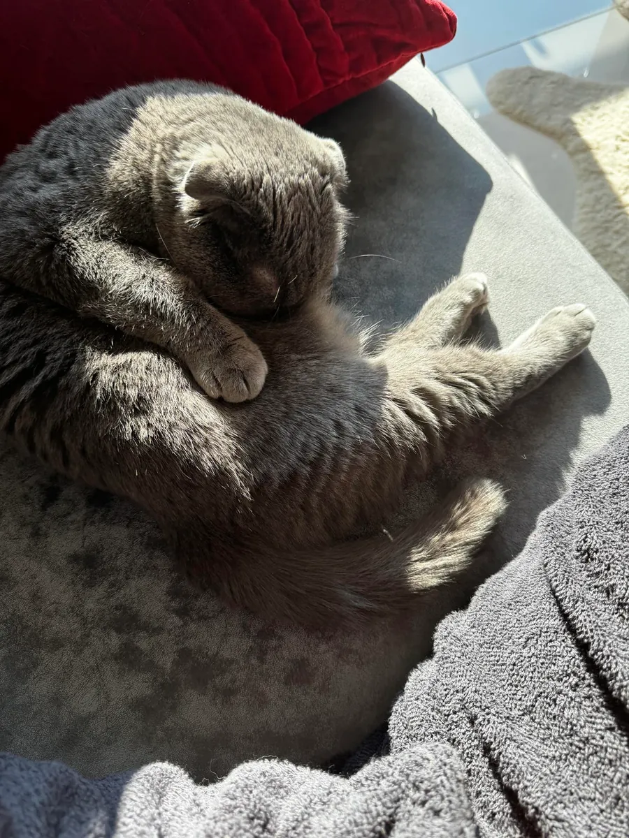 Спокойная кошка Scottish Fold для жизни в квартире