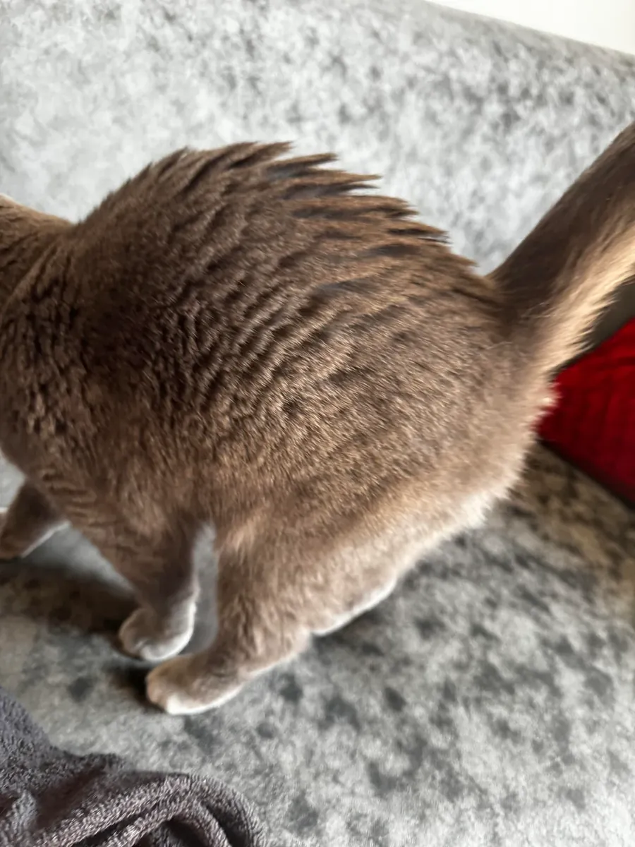 Спокойная кошка Scottish Fold для жизни в квартире