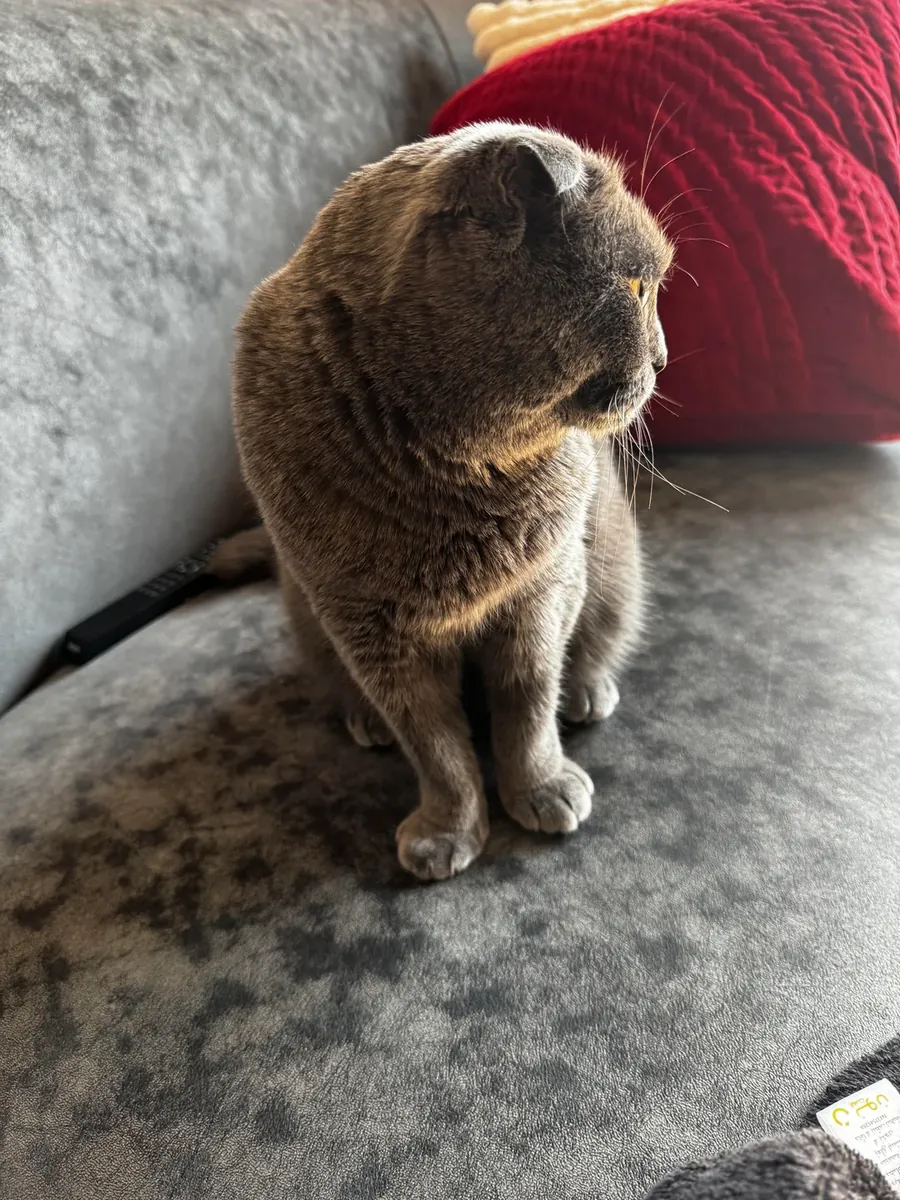 Спокойная кошка Scottish Fold для жизни в квартире