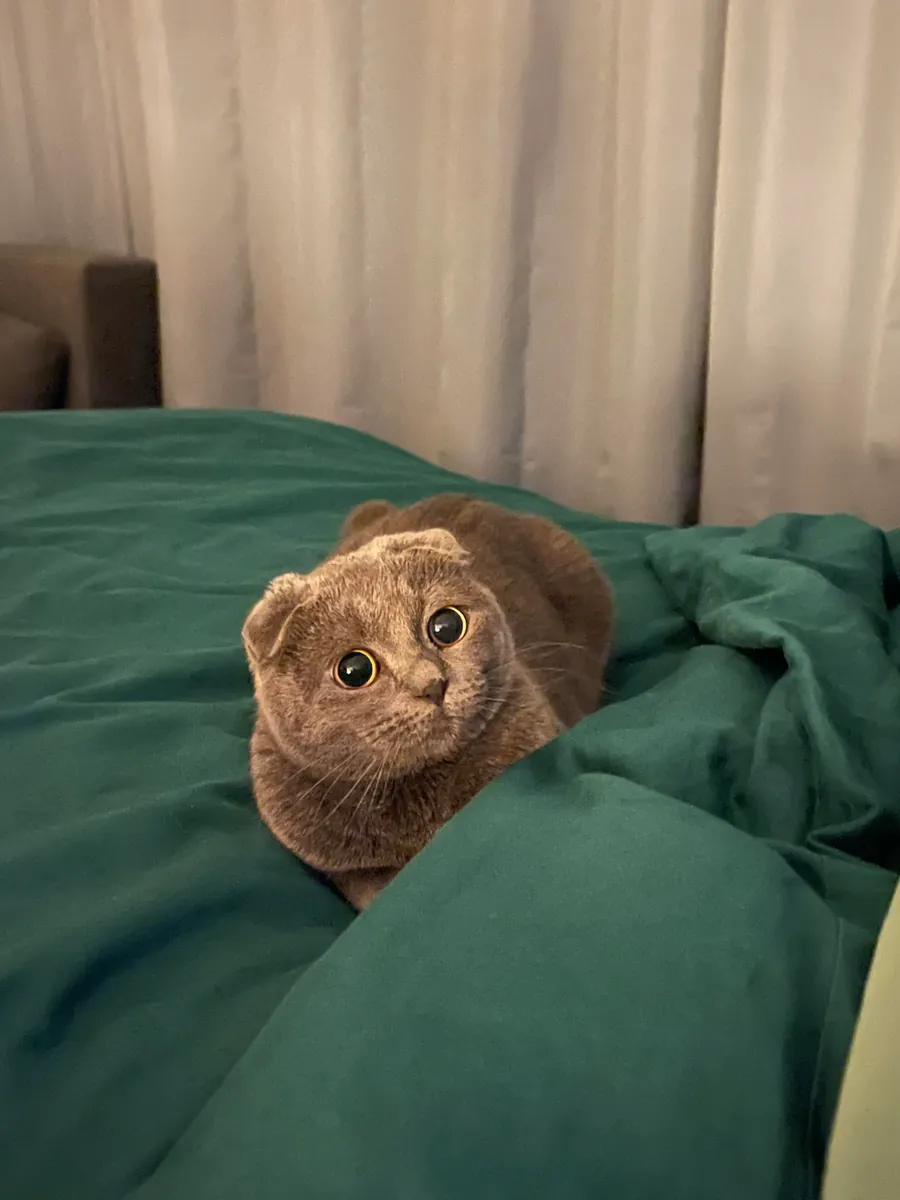 Спокойная кошка Scottish Fold для жизни в квартире