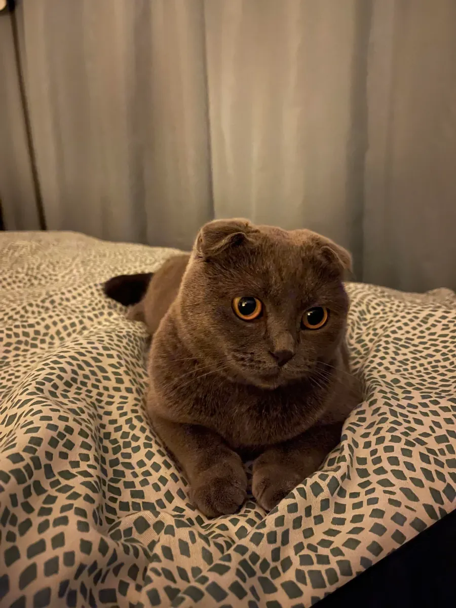 Спокойная кошка Scottish Fold для жизни в квартире