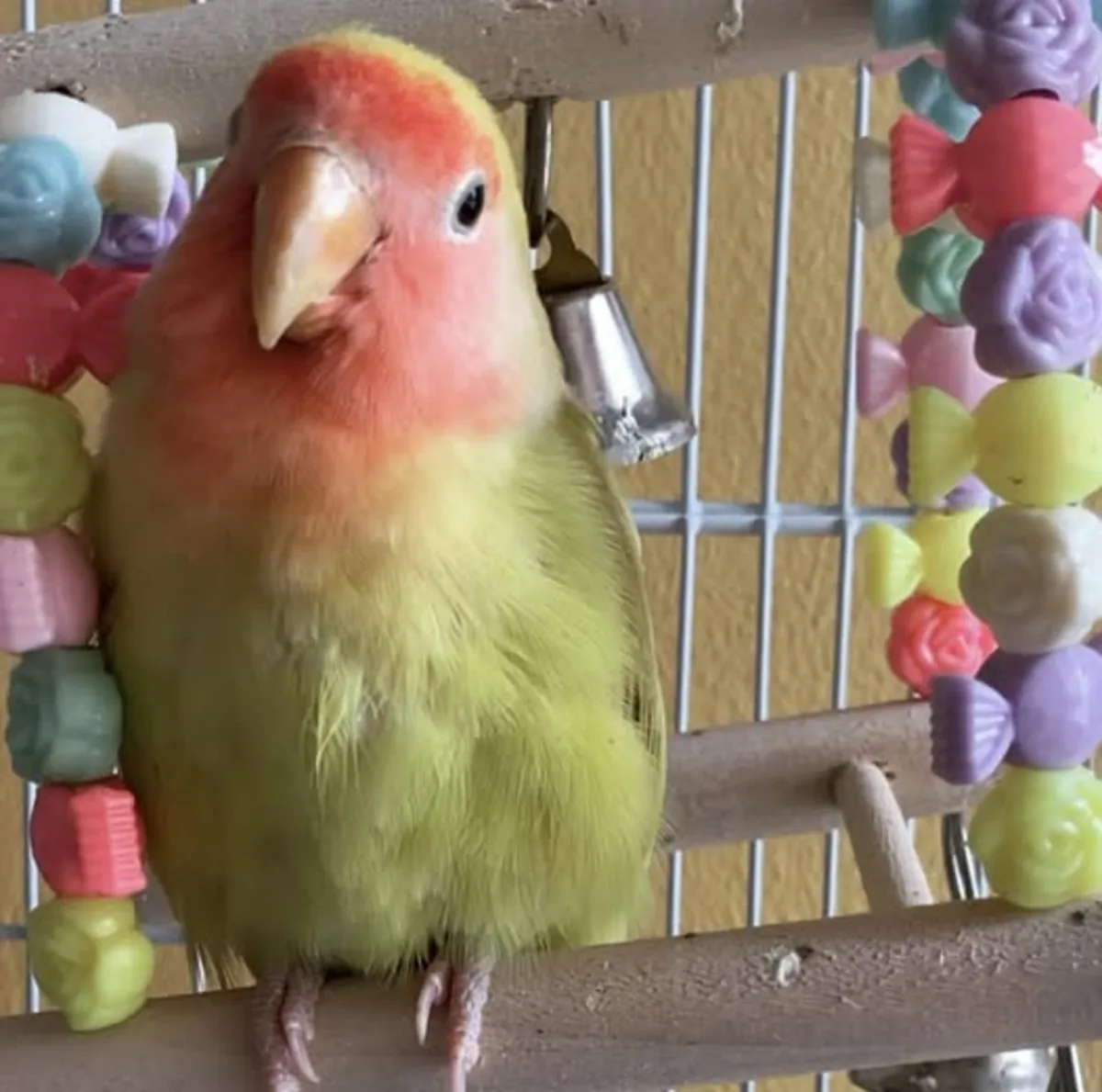 Домашняя корелла, которая любит наблюдать за людьми