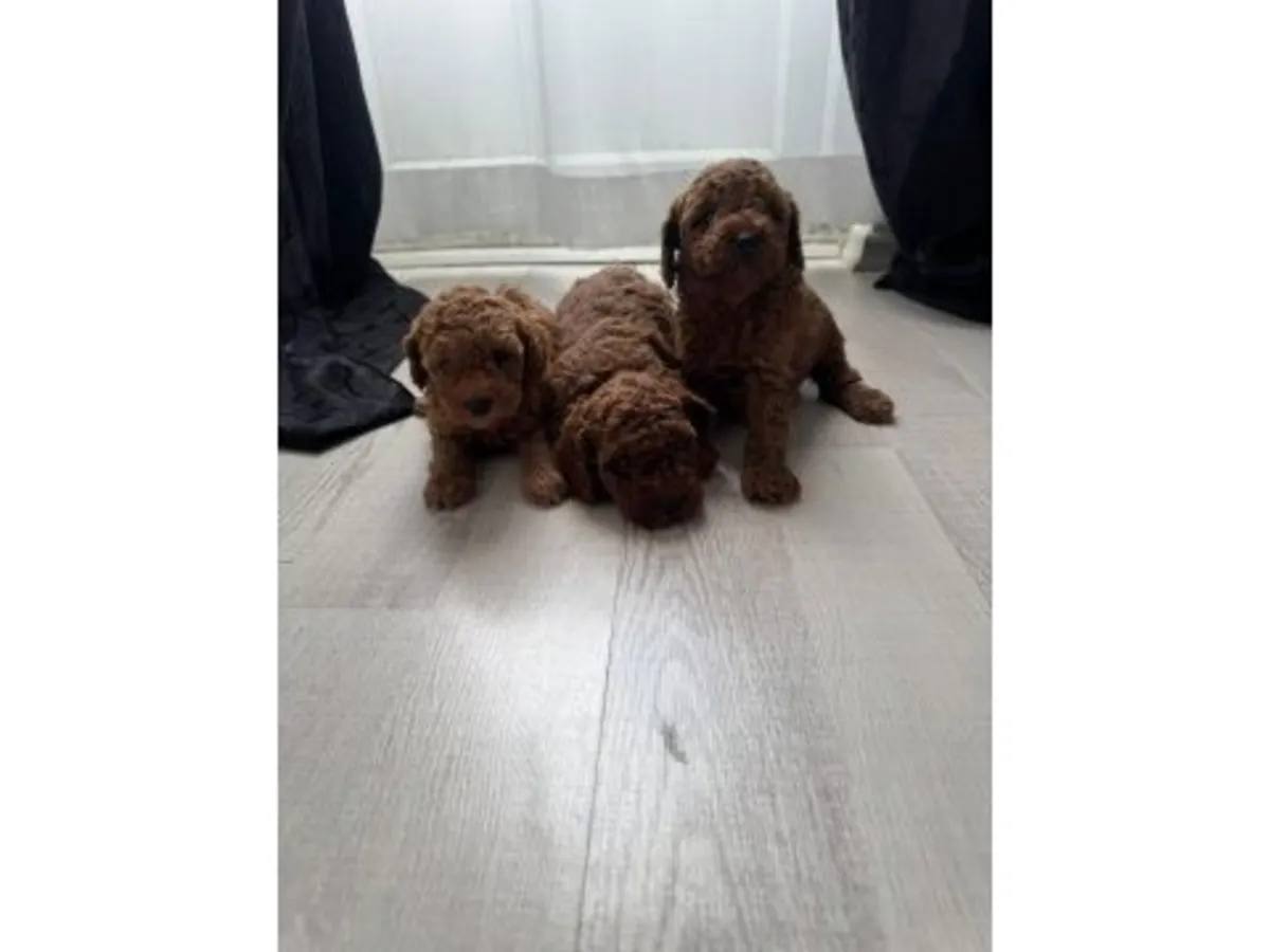 Коричневый той пудель выросший в домашней атмосфере