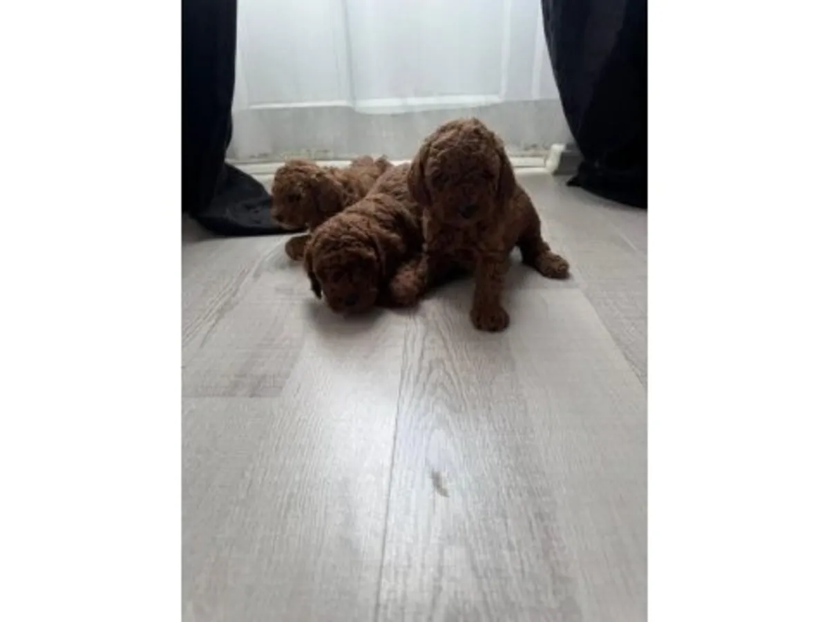 Коричневый той пудель выросший в домашней атмосфере