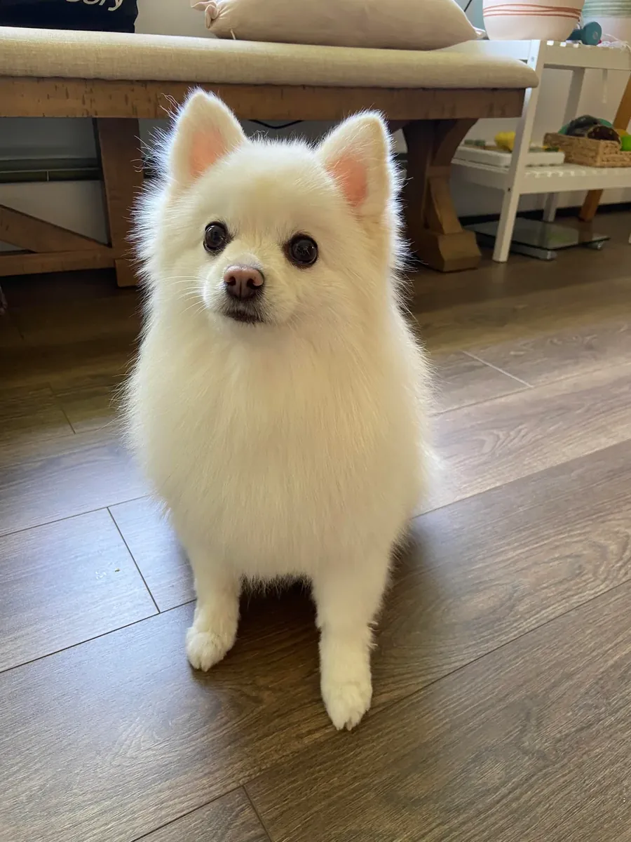 Белый померанский шпиц который любит быть рядом с людьми