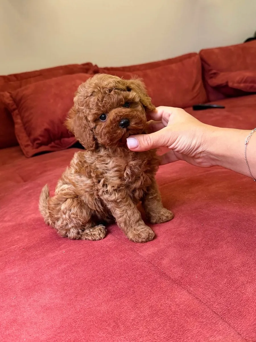 mignon chiot caniche 🐶