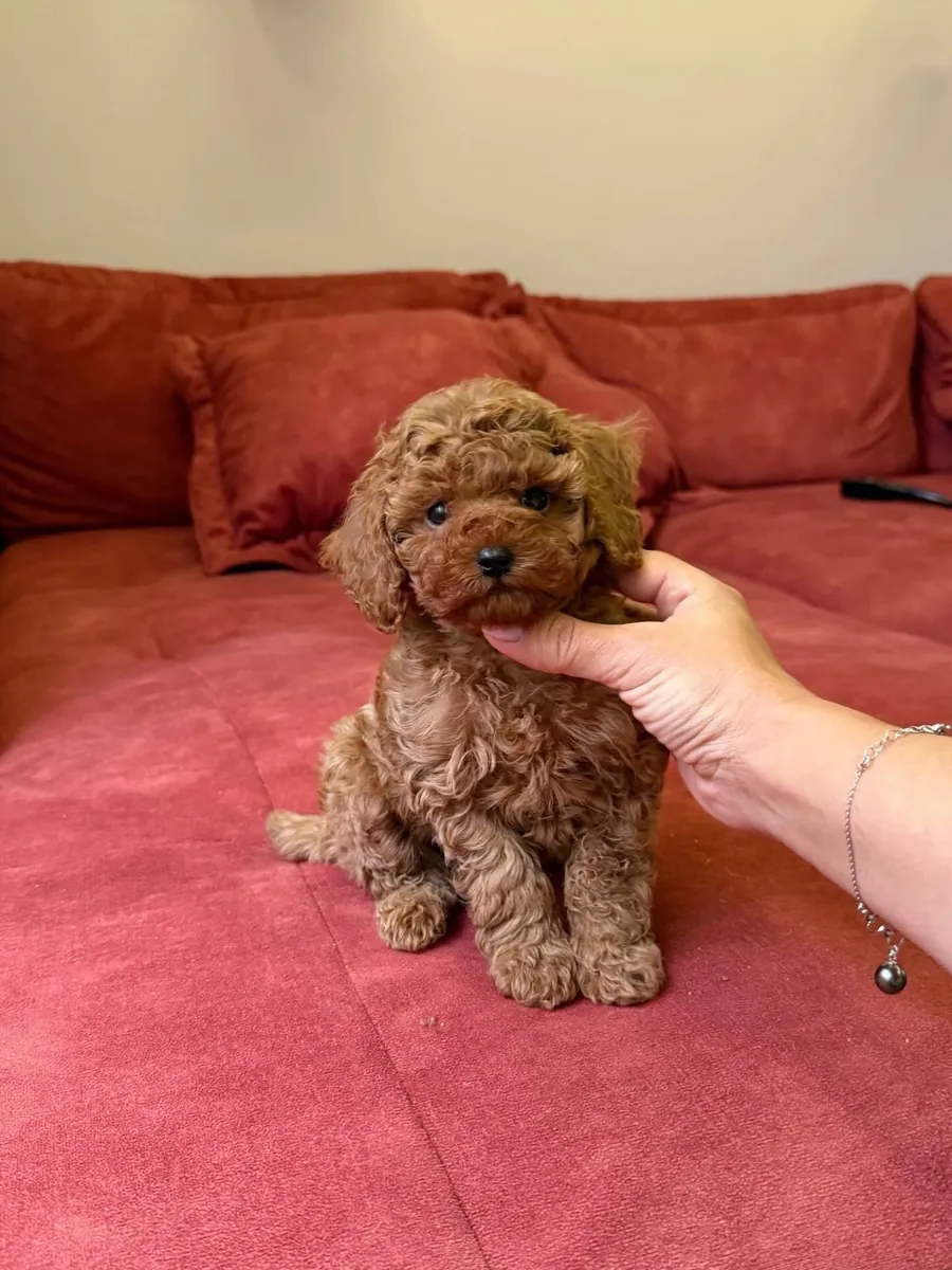 mignon chiot caniche 🐶