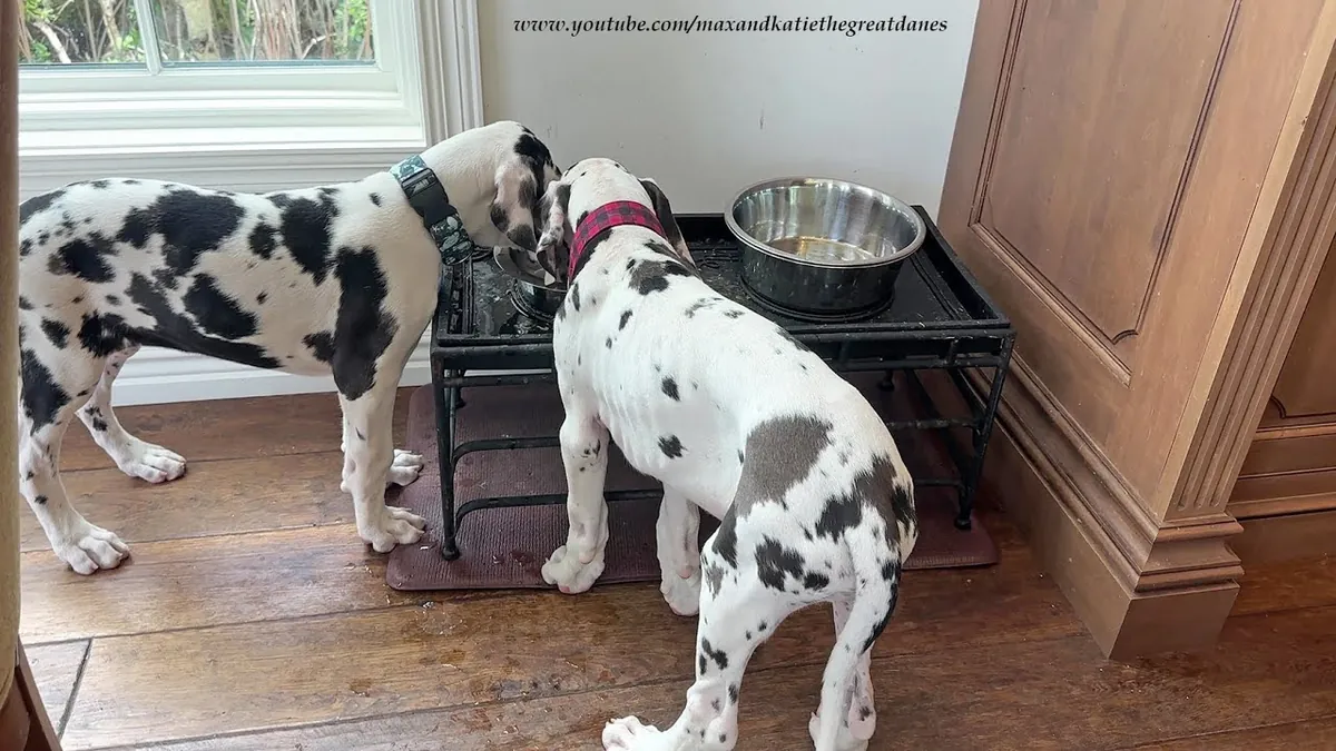 Ücretsiz Büyük Danua Yavruları mevcut q