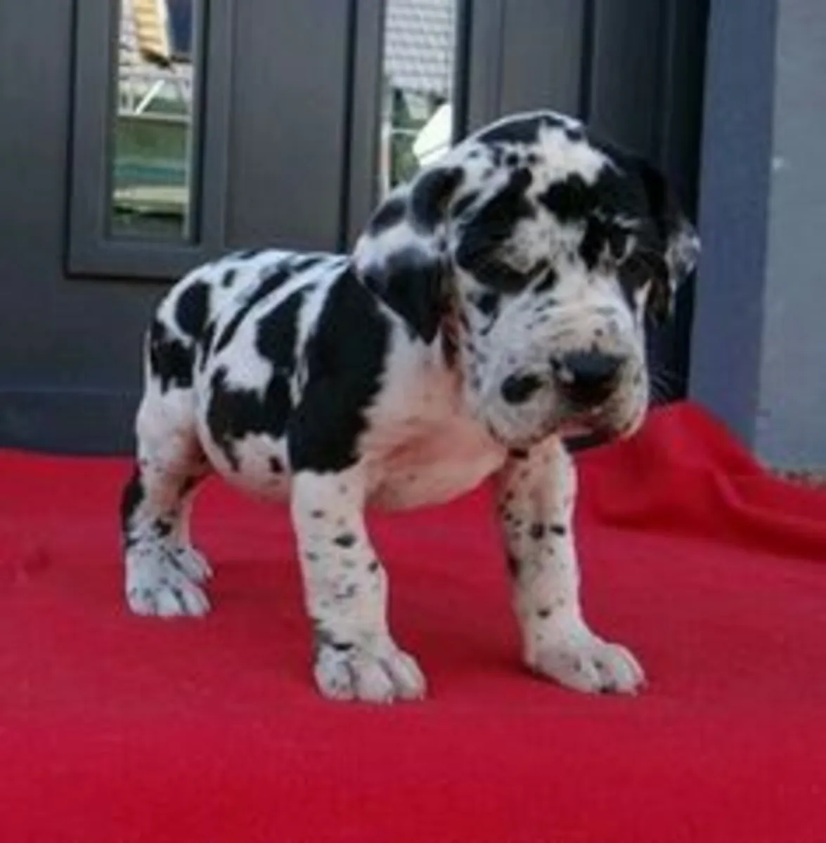 免费大丹犬幼犬可供领养