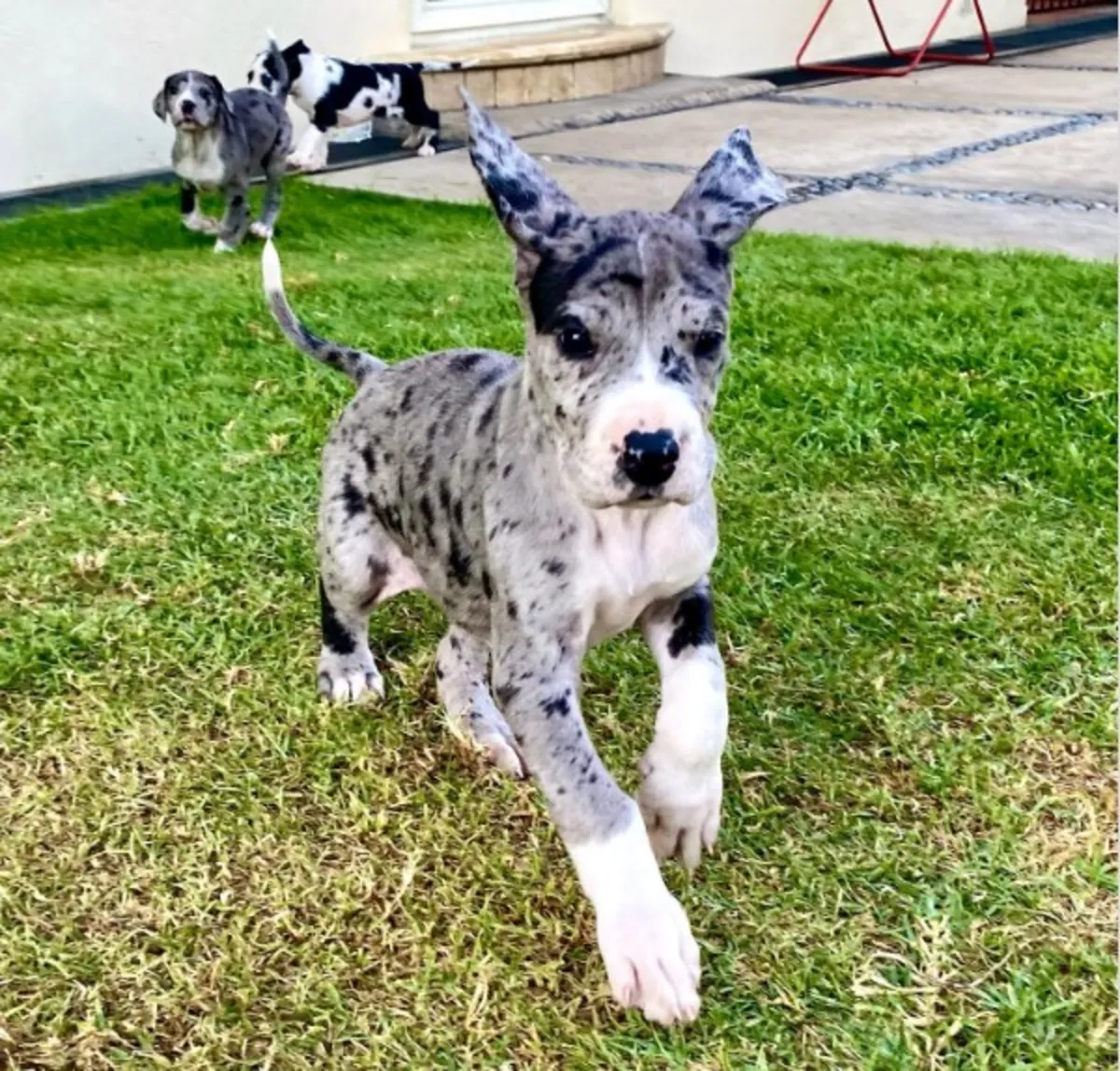 免费大丹犬幼犬可用 b