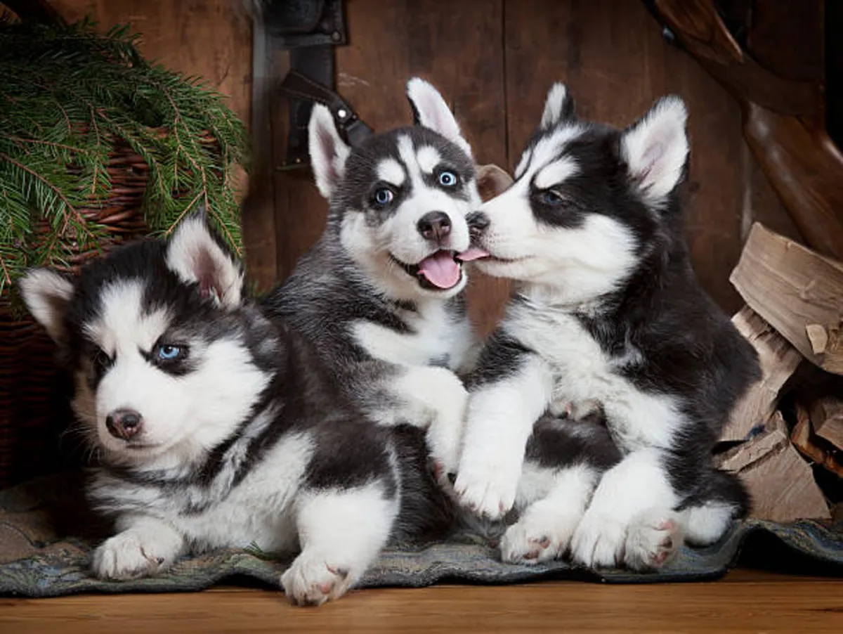 Regalo Cachorros Husky Siberiano  Whatsapp (+34)611386992 ...,,,