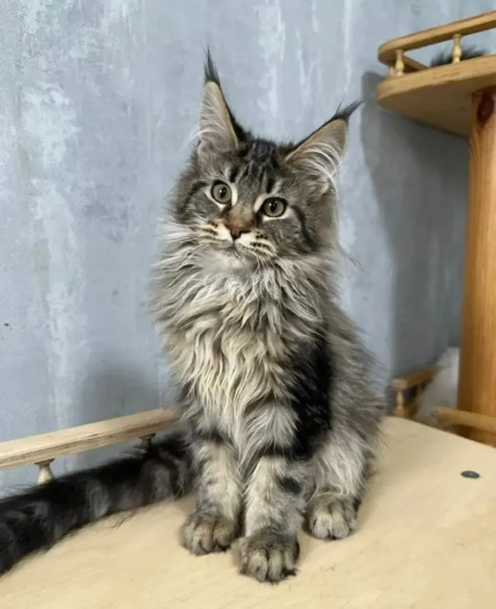 .Gatitos Maine Coon Para adopcion whatsapp a (+34)611386992
