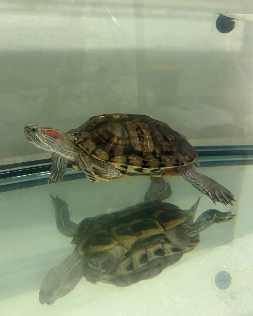 2 Tortugas de Agua
