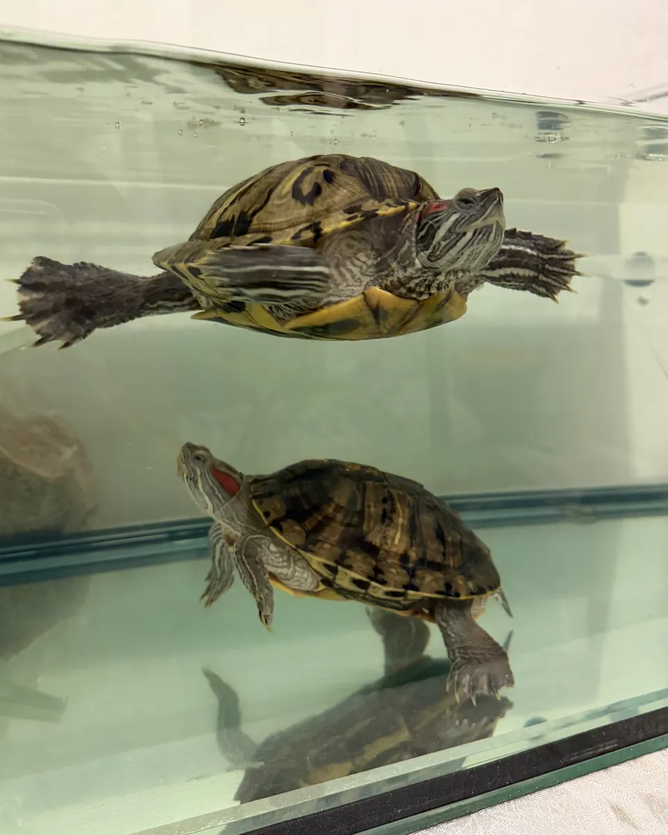 2 Tortugas de Agua