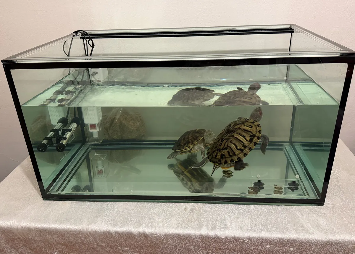 2 Tortugas de Agua