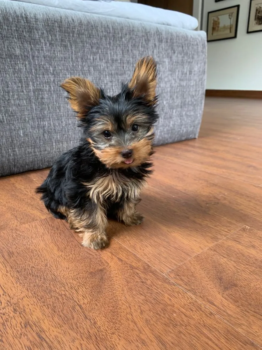 约克夏犬