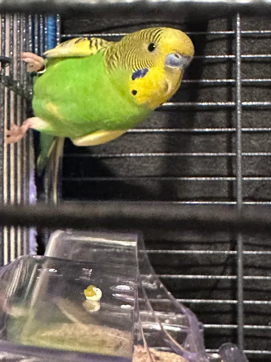 İnsanlara alışık muhabbet kuşu sahiplendirme