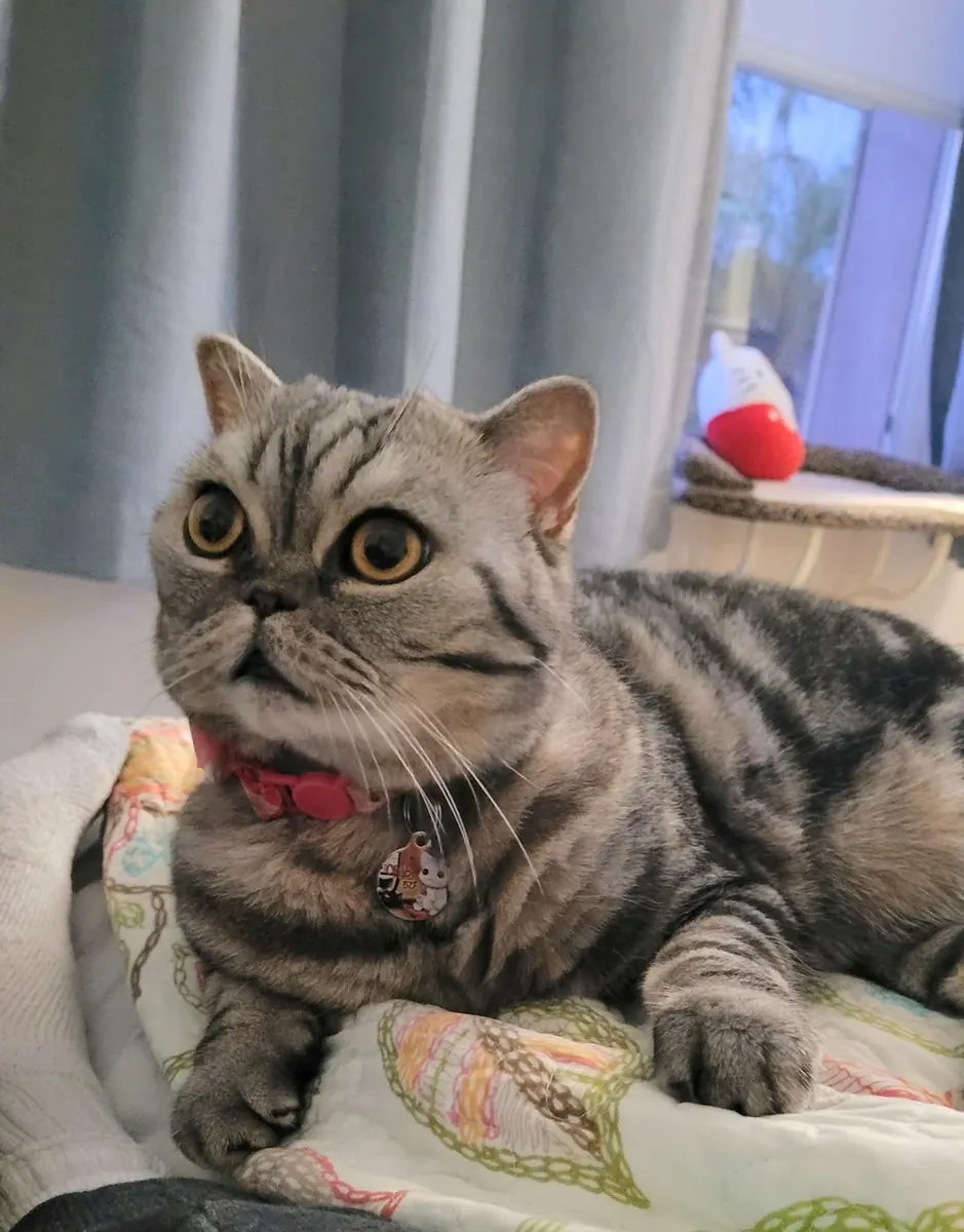 Ev ortamına alışık scottish fold sahiplendirme