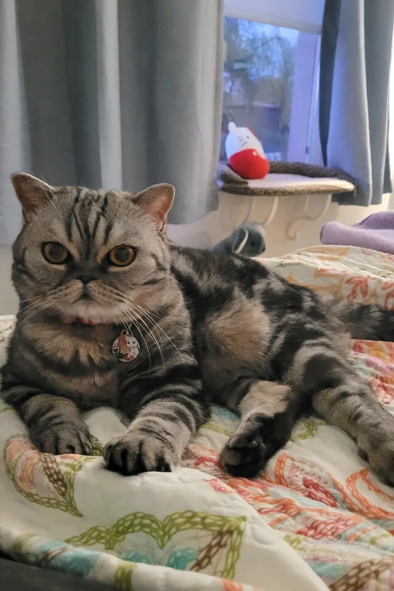 Ev ortamına alışık scottish fold sahiplendirme