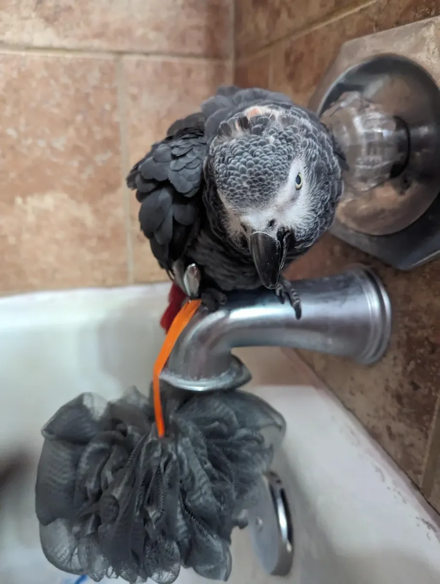 Ev ortamında büyümüş jako papağanı