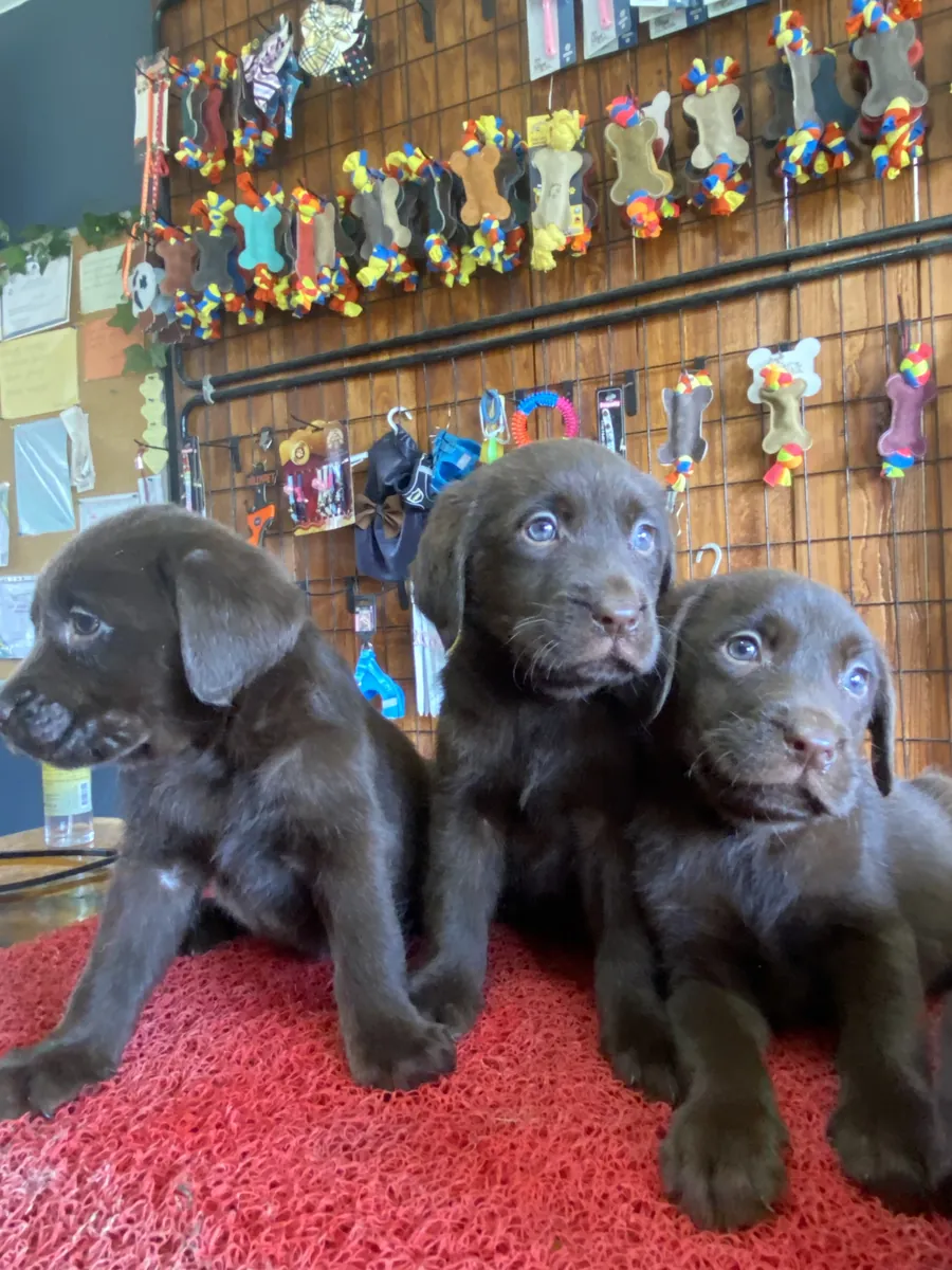 Burkemden a kan Labrador yavruları 
