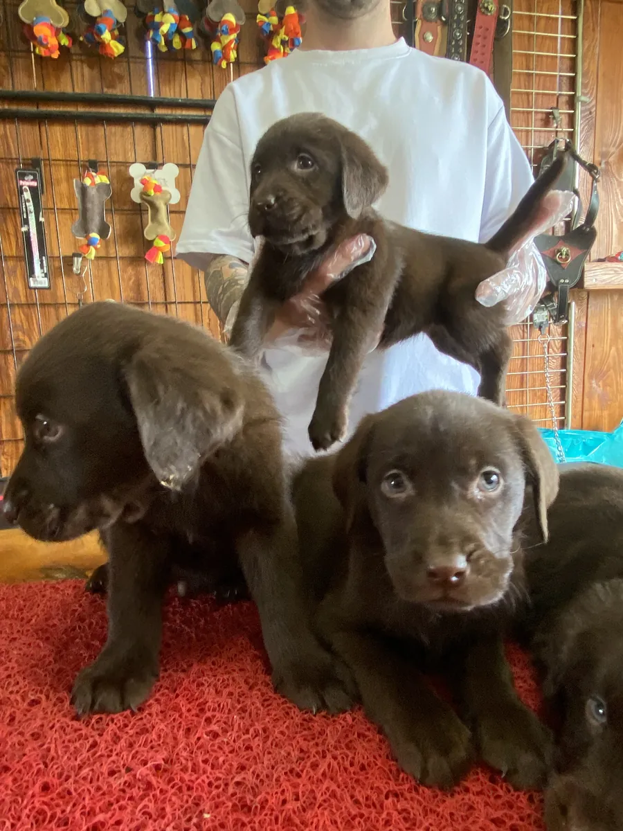 Burkemden a kan Labrador yavruları 
