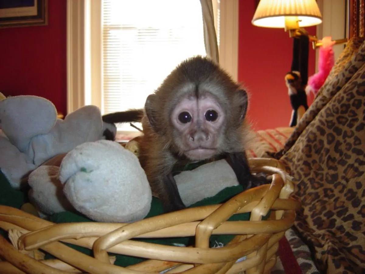 Adorable Capuchin and Marmoset Monkeys.