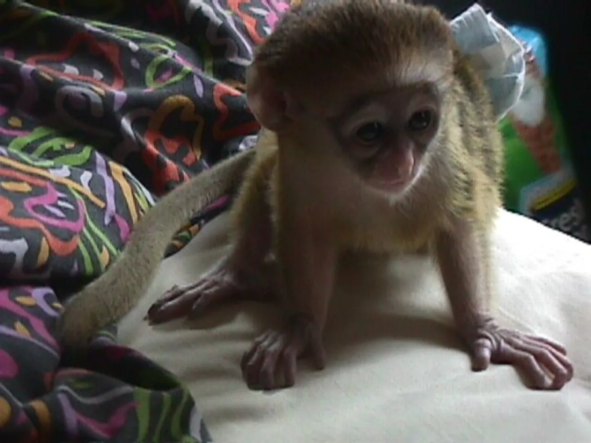 Capuchin and Marmoset Monkeys 