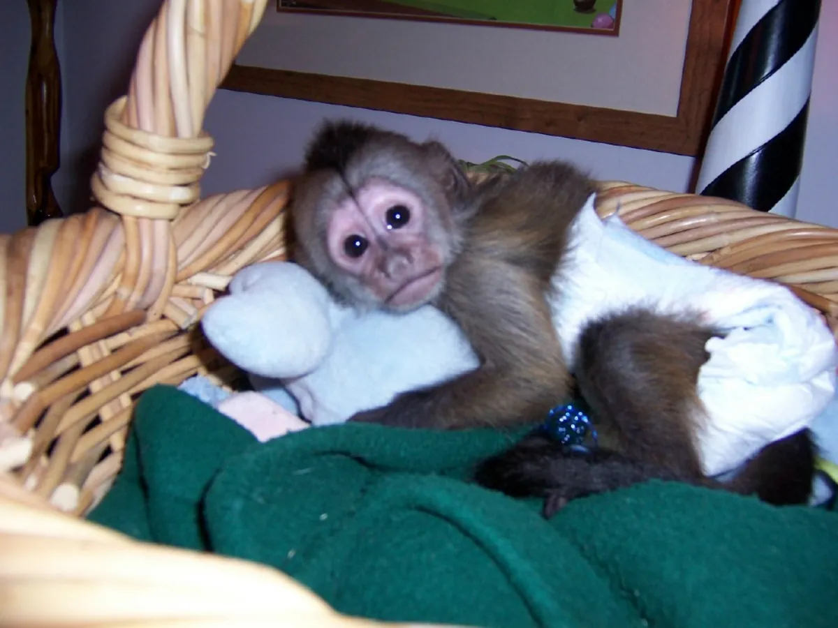 Sevimli Kapuçin ve Marmoset Maymunları