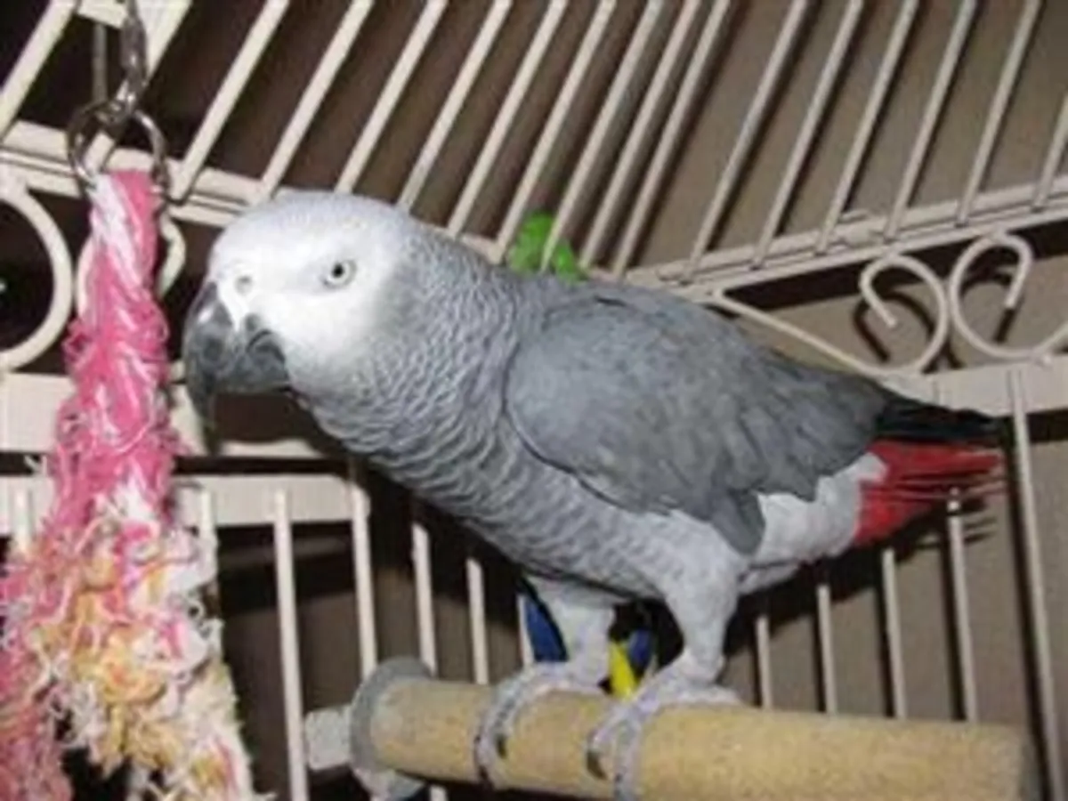 African Grey Parrots