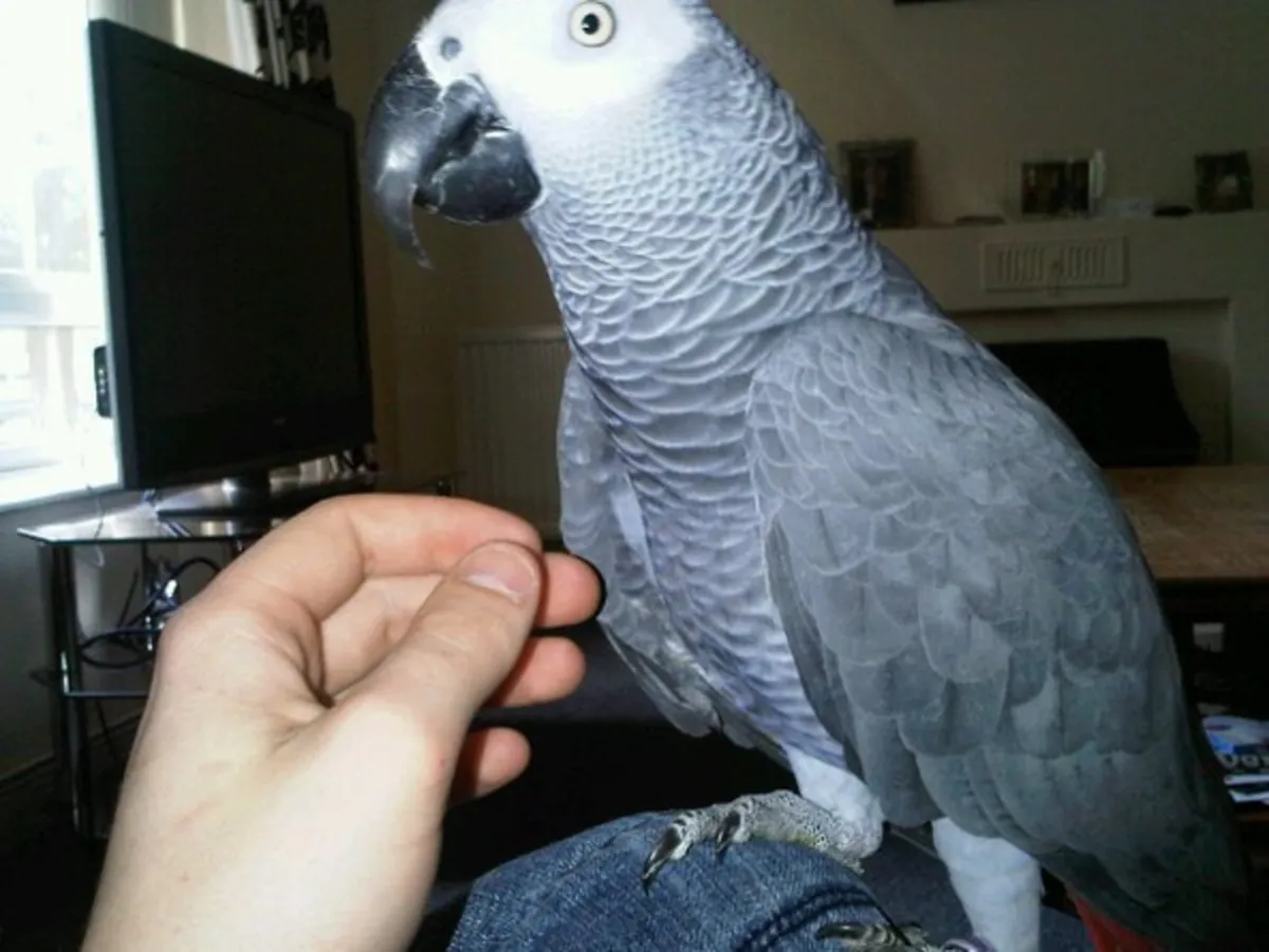 African Grey Parrots