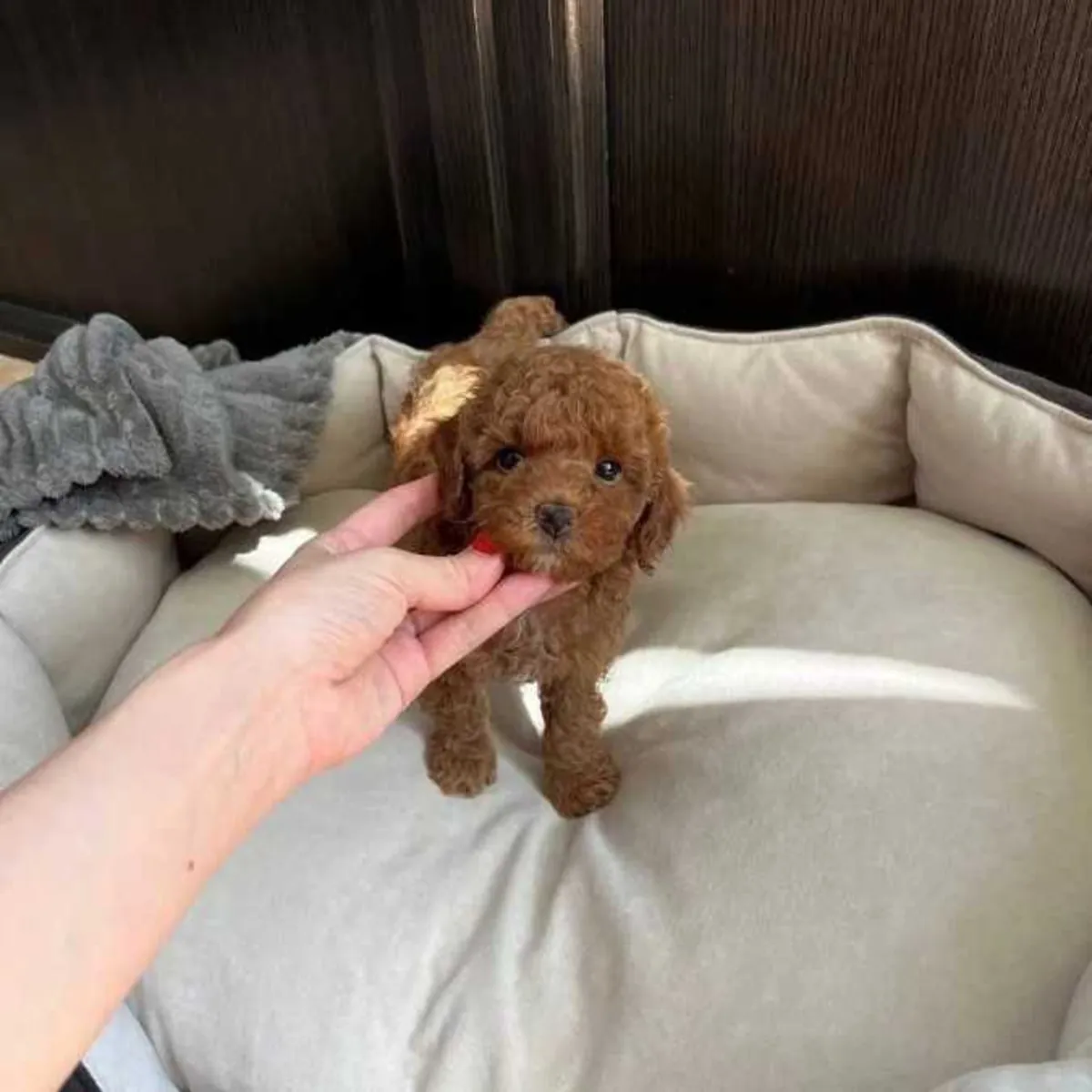 Chiots Poodle mâles et femelles.. Veuillez nous contacter par Whatsapp au.... +34 642 12 80 93