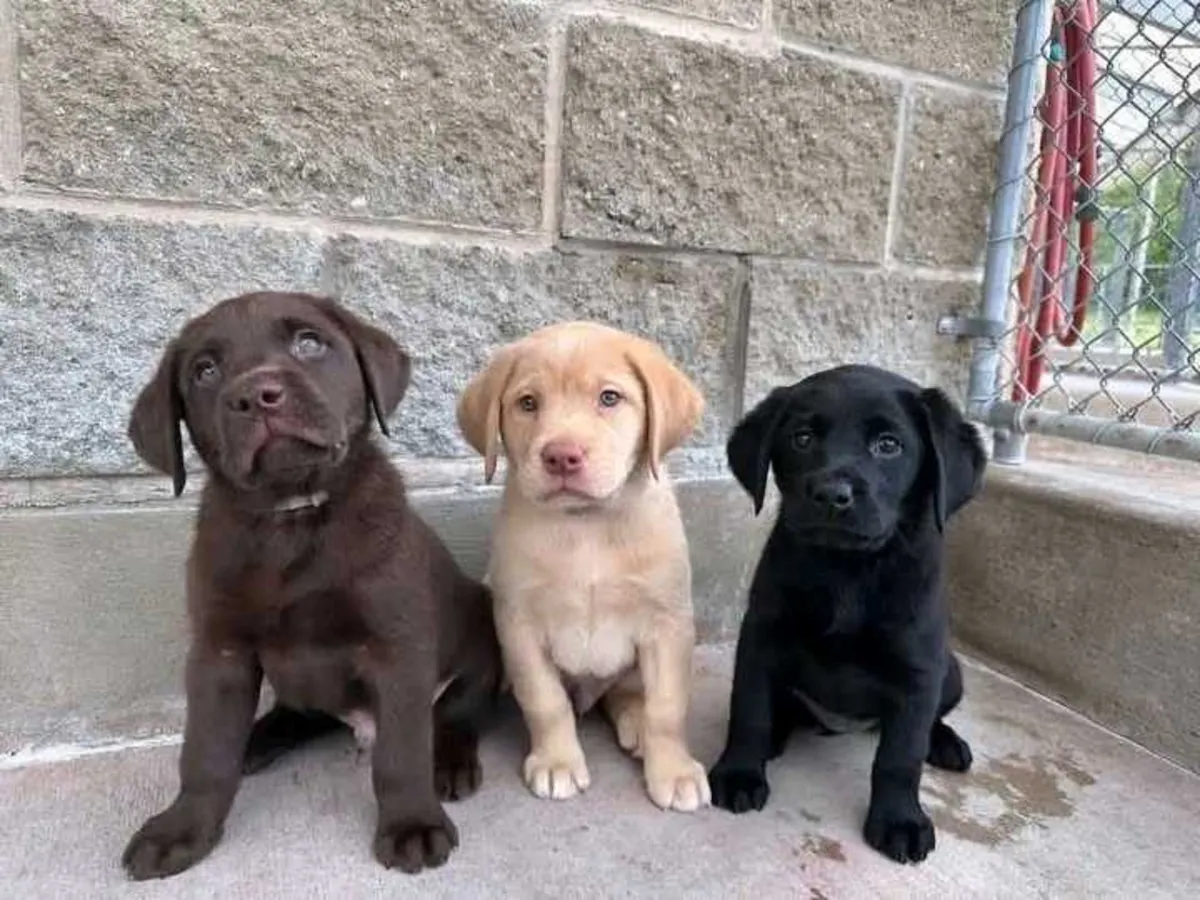 家训拉布拉多猎犬幼犬...请通过Whatsapp联系我们.... +34 642 12 80 93