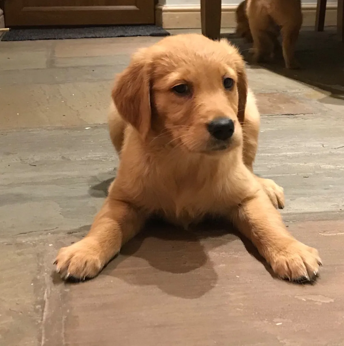 Adorables Cachorros Golden Retriever y Compañeros de Familia