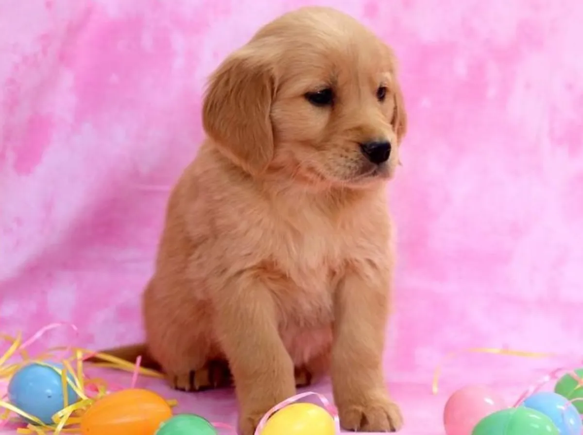 Cachorros Golden Retriever Amigables Listos para Nuevas Familias