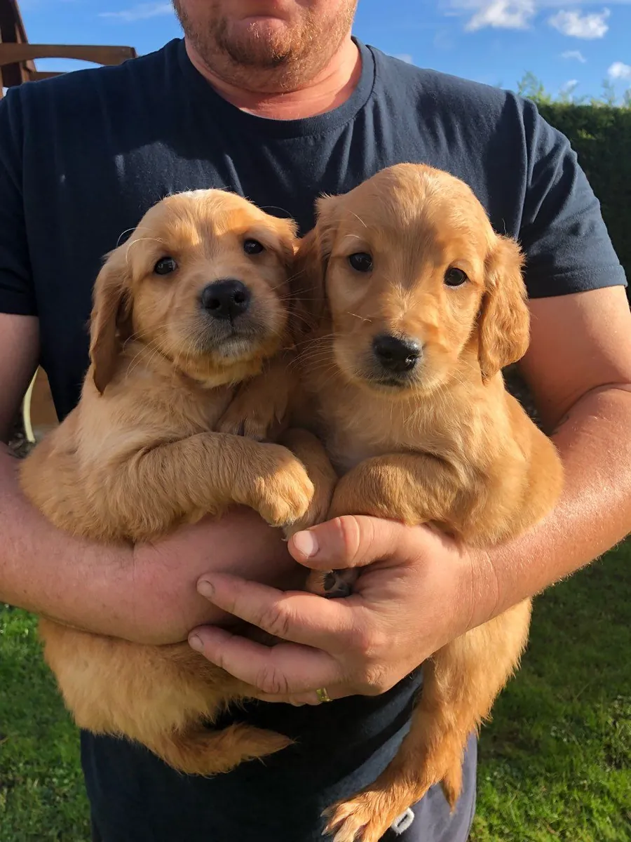 Cachorros Golden Retriever adorables: compañeros maravillosos
