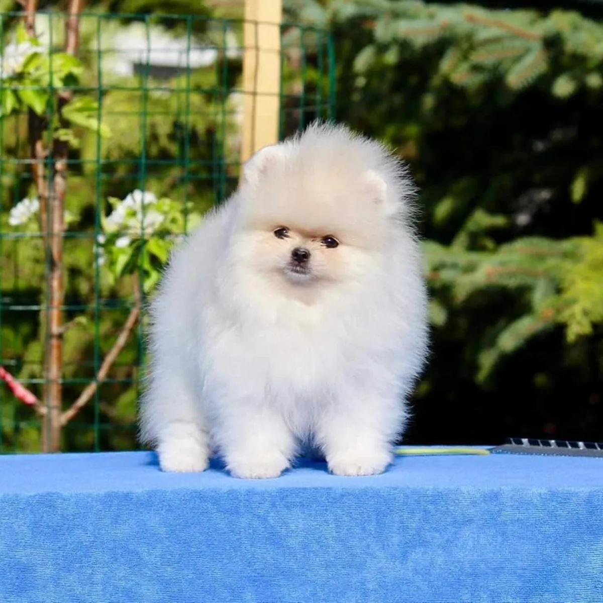 TEDDY BEAR POMERANİAN YAVRULARI