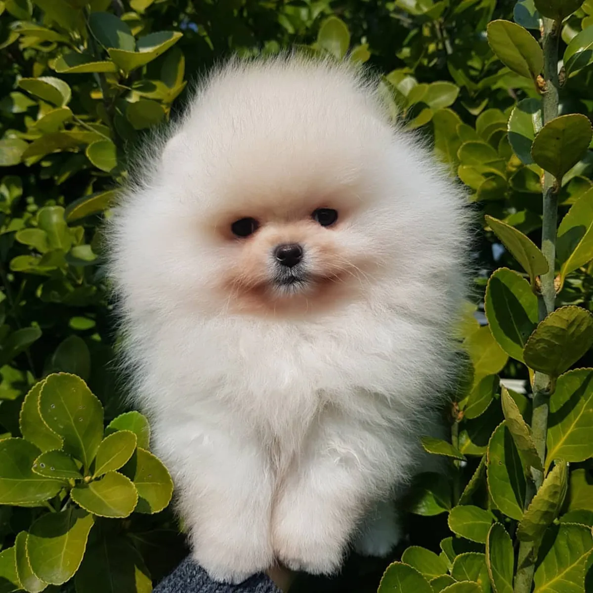 TEDDY BEAR POMERANİAN YAVRULARI