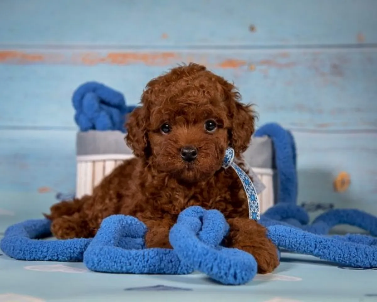 TOY POODLE YAVRULARI