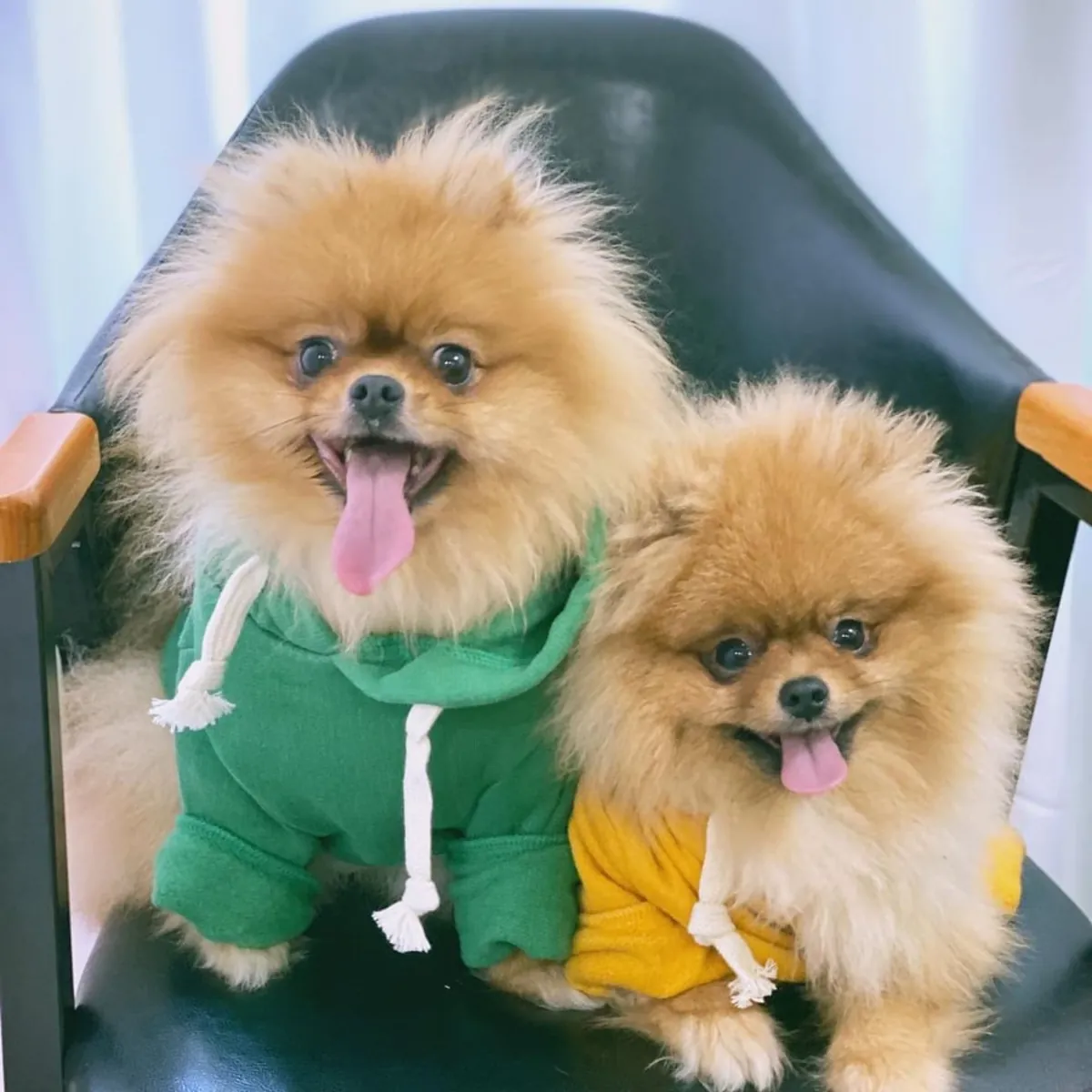 AYI SURAT POMERANİAN BOO YAVRULARI