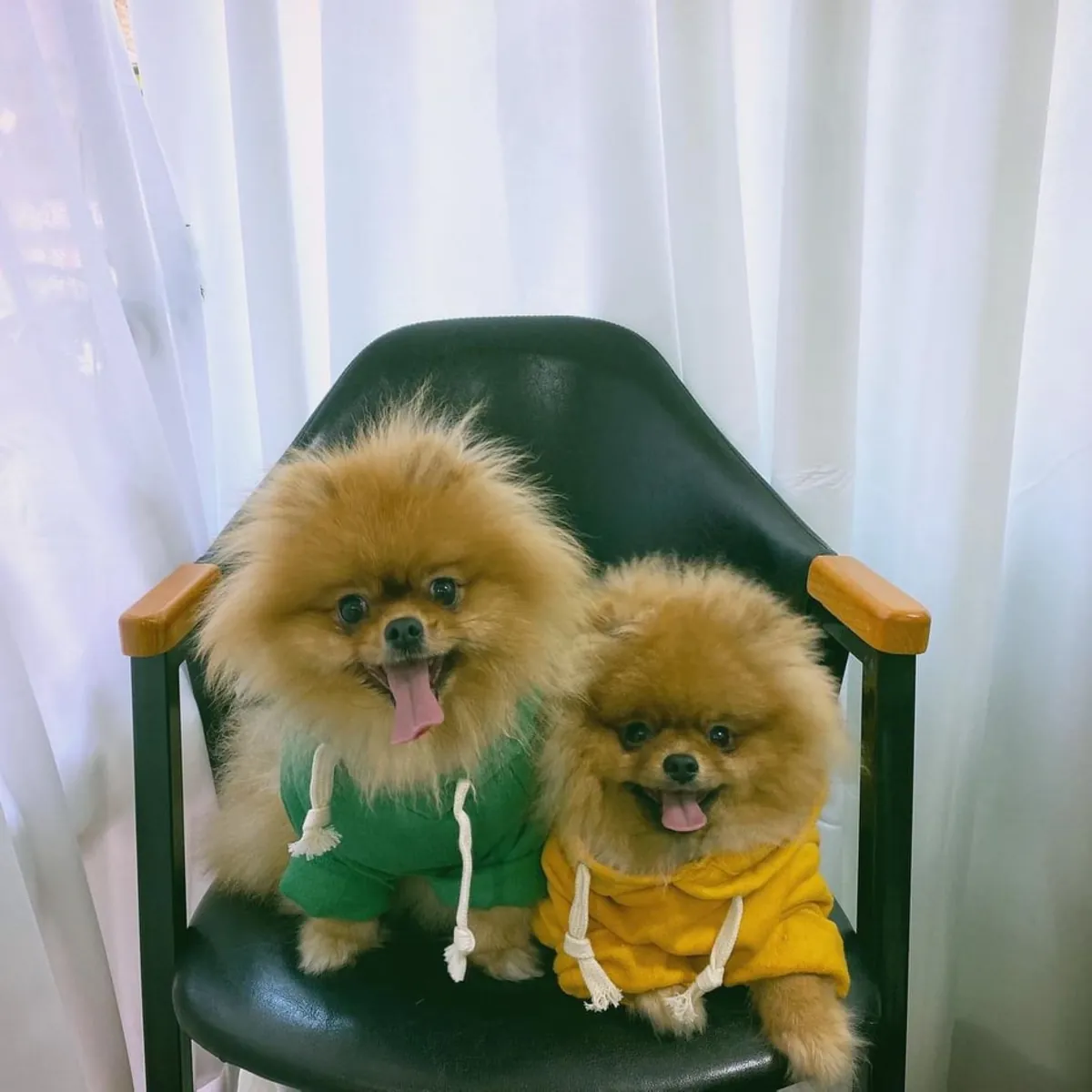 AYI SURAT POMERANİAN BOO YAVRULARI