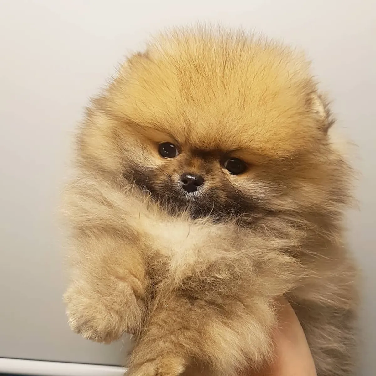 AYI SURAT POMERANİAN BOO YAVRULARI