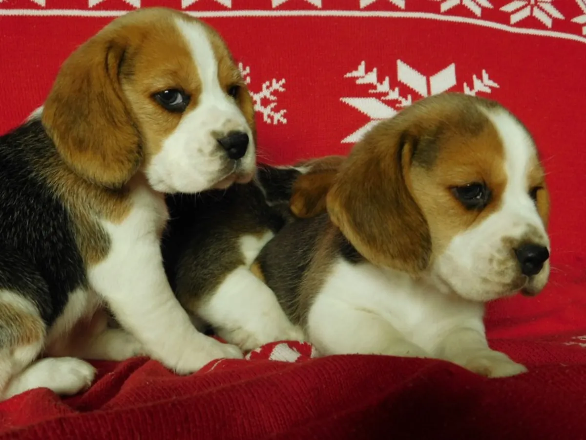 BEAGLE YAVRULARI