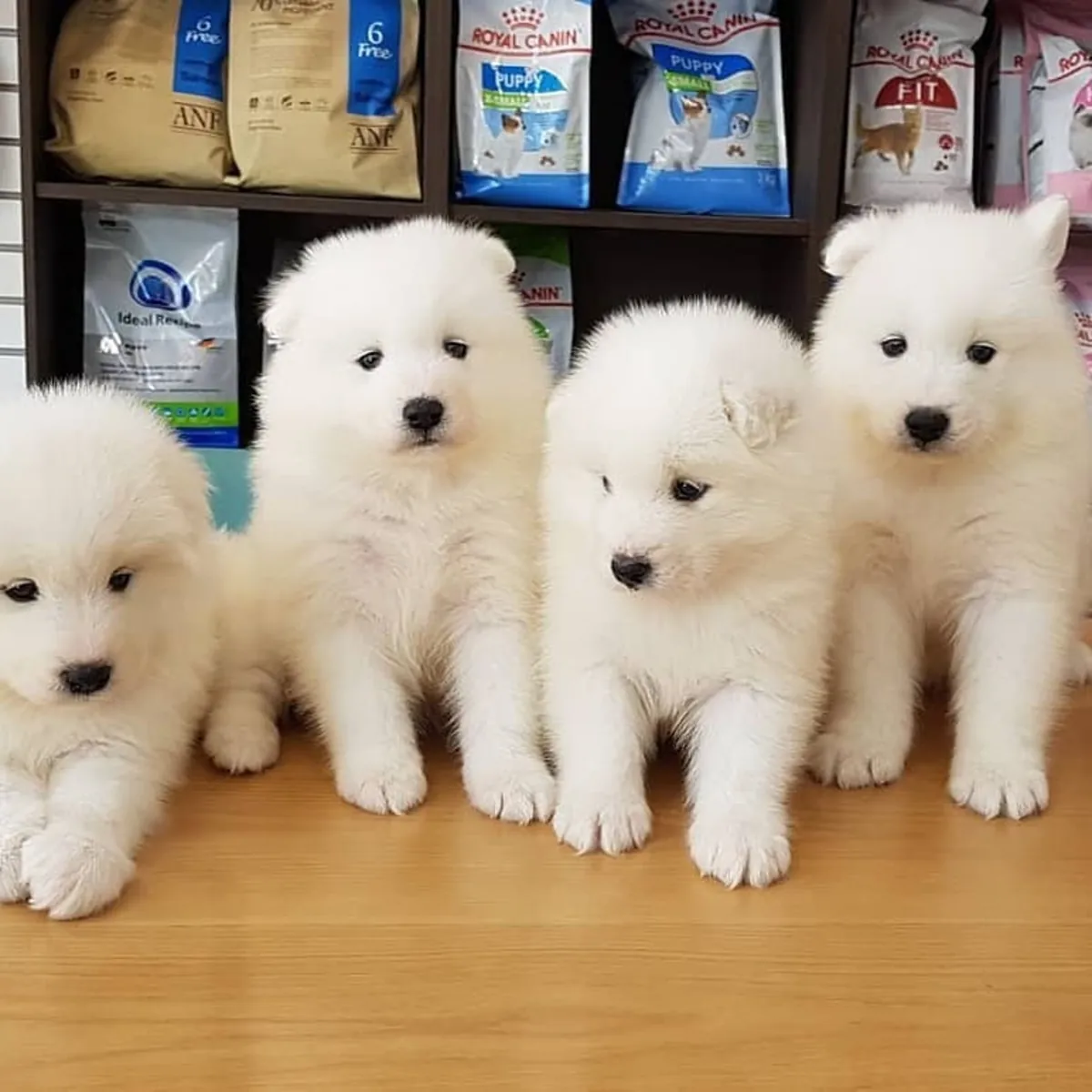 SAMOYED YAVRULARI