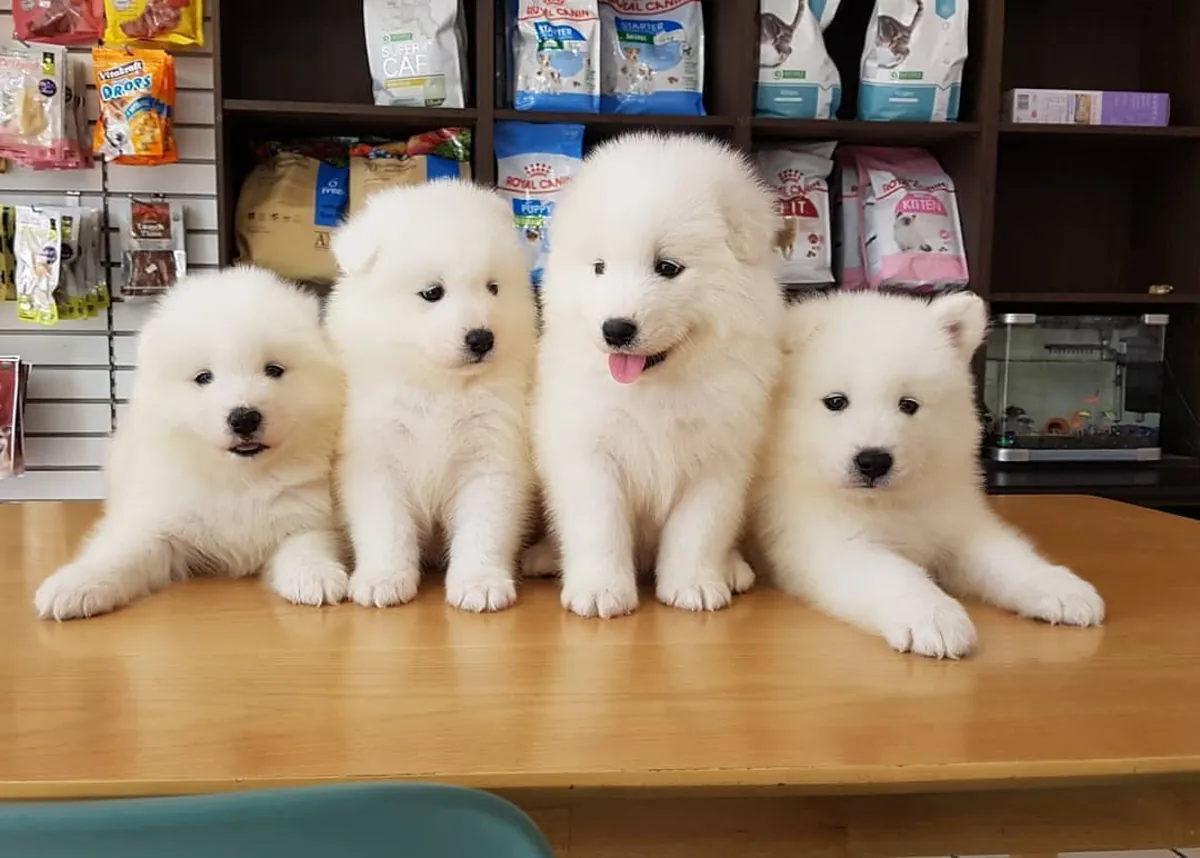 SAMOYED YAVRULARI