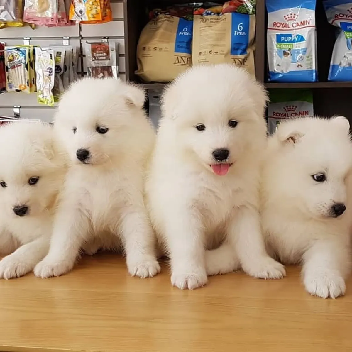 SAMOYED YAVRULARI